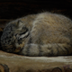 Illustration for article titled Caturday - Octolobus manul Edition
